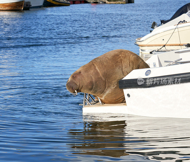 挪威Bærum, Snarøya，一只正在快艇上放松的海象Freya